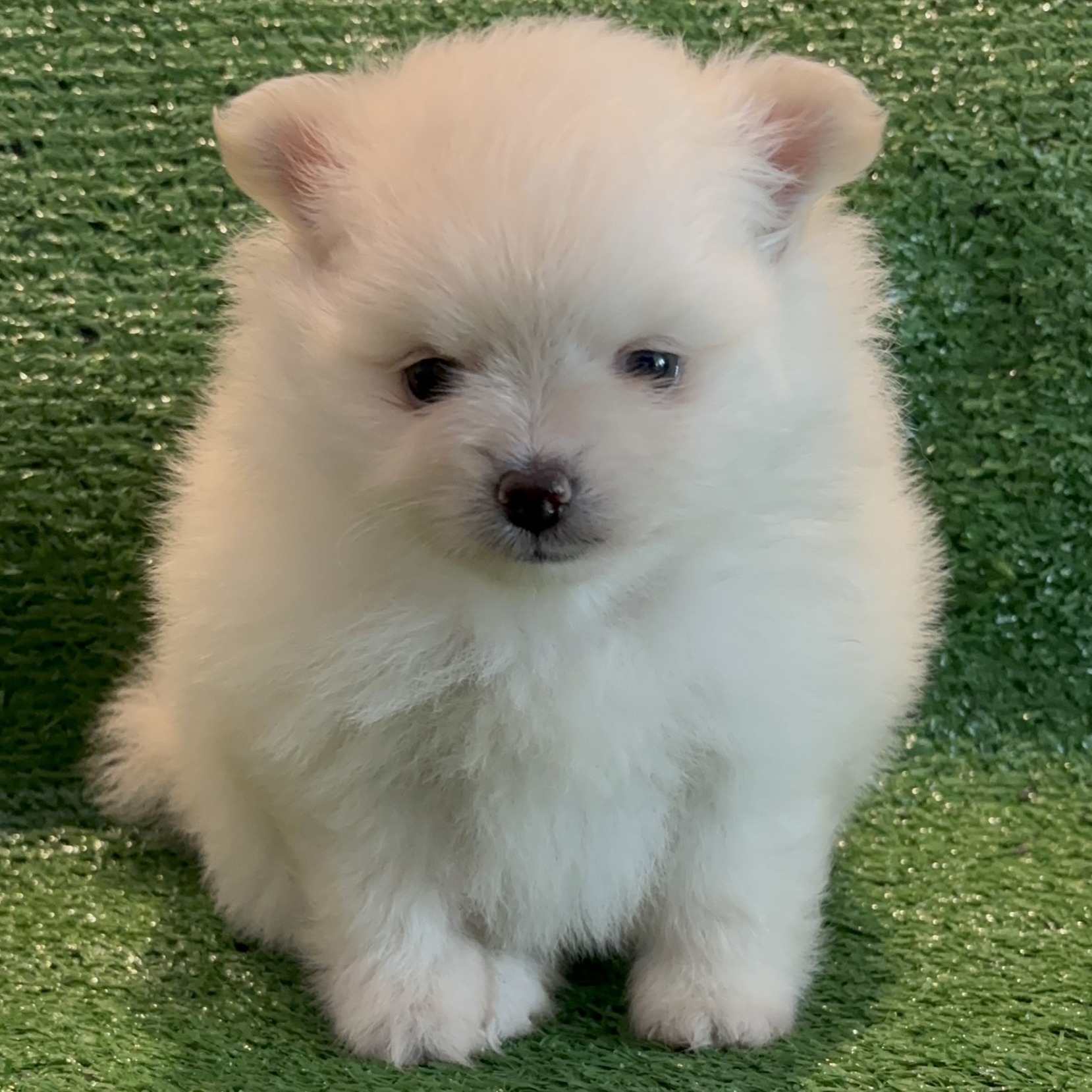 Alya - Filhote Spitz Alemão Branco