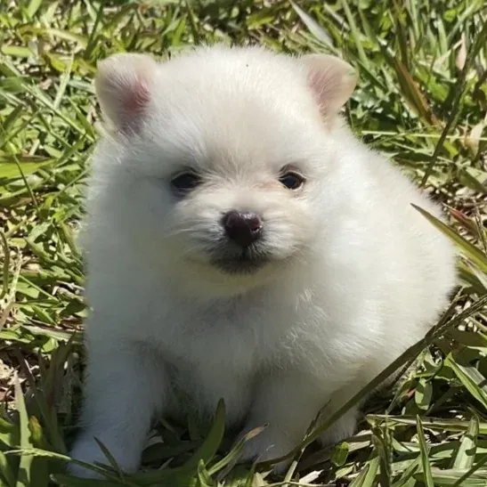 Baunilha - Filhote Spitz Alemão Branco