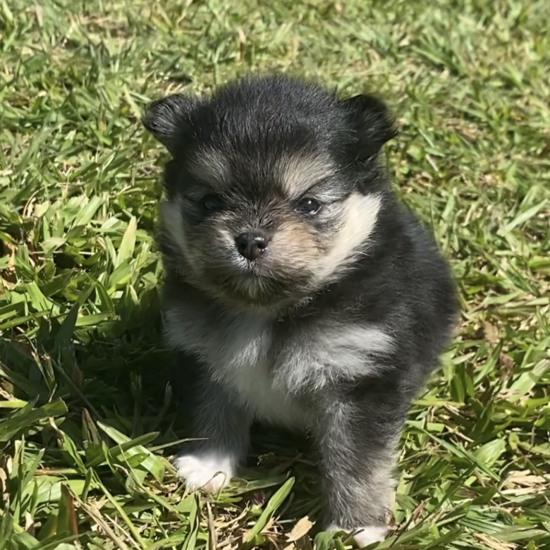 Bolinho - Filhote Spitz Alemão Black and Tan