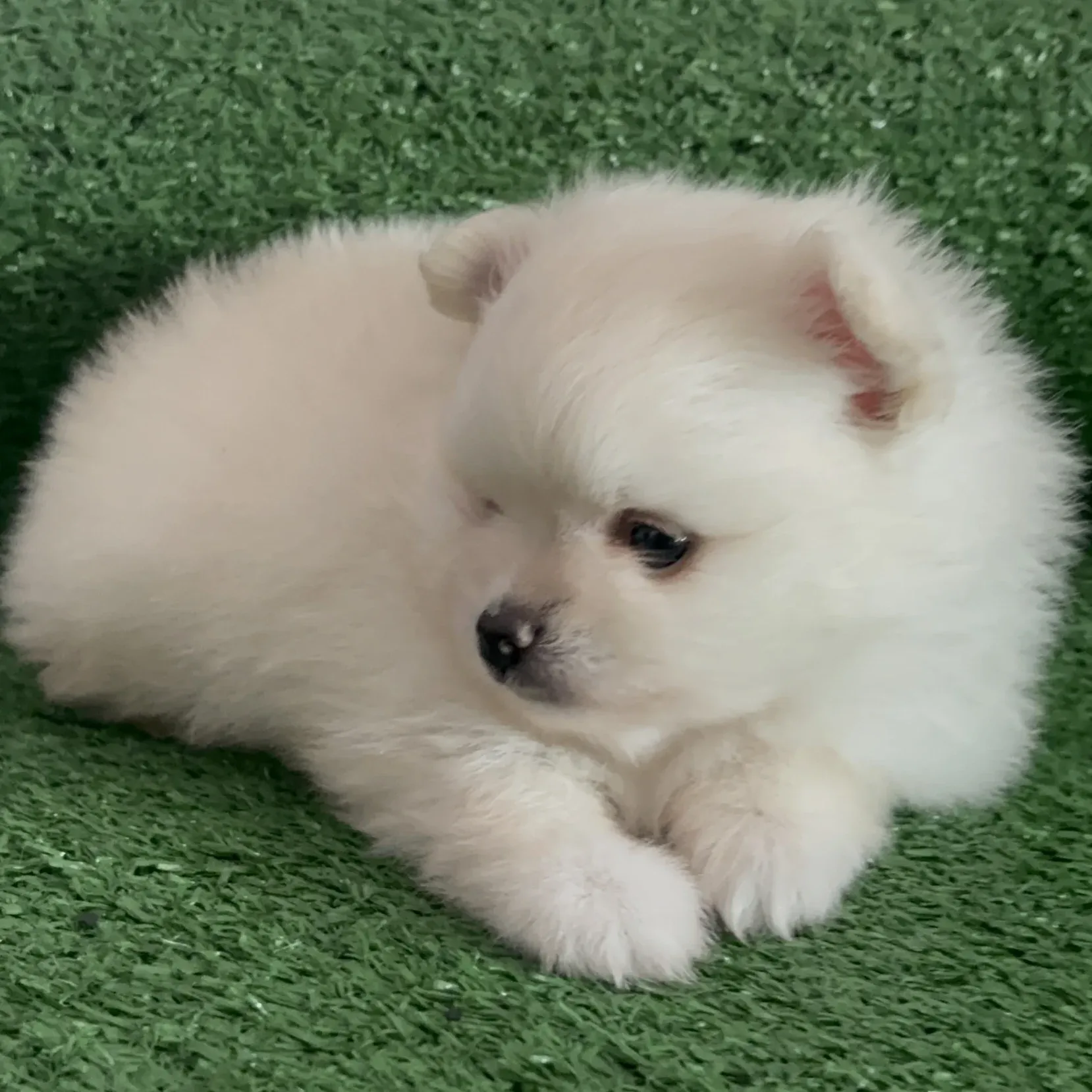 Caçula - Filhote Spitz Alemão Branco