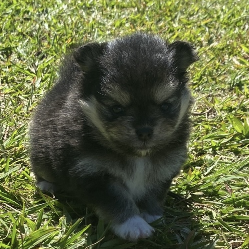 Cookie - Filhote Spitz Alemão Black and Tan