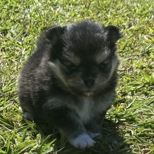 Cookie - Filhote Spitz Alemão Black and Tan