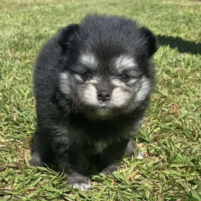 Marrentinha - Filhote Spitz Alemão Black and Tan