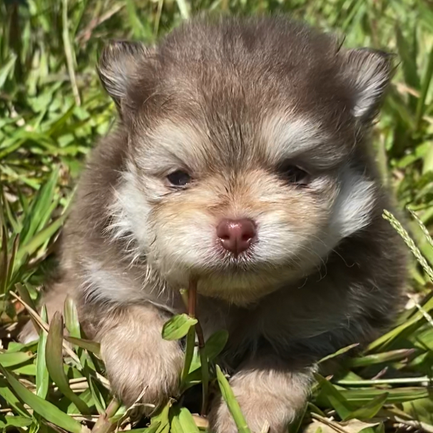Paçoca - Filhote Spitz Alemão Chocotan