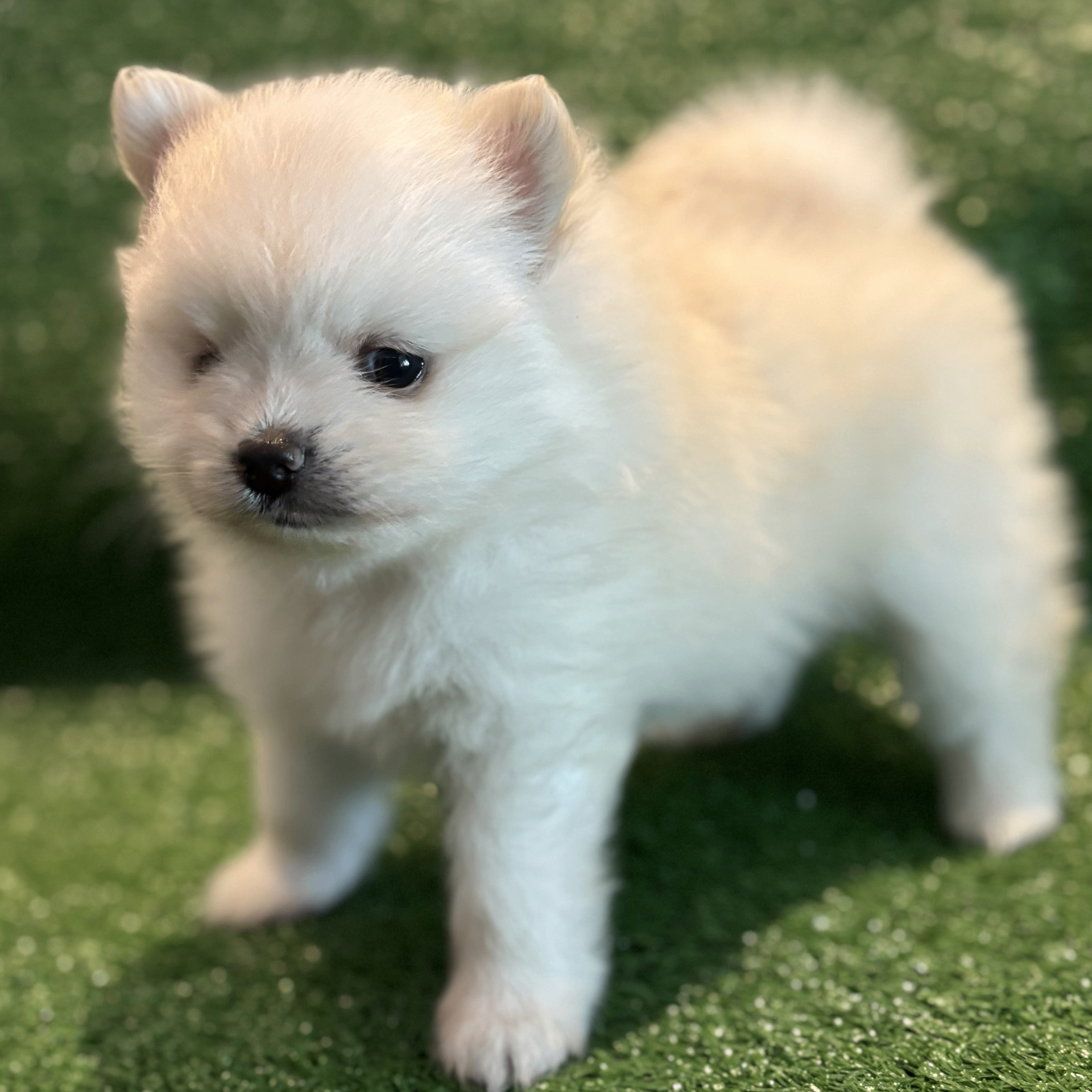 Pink - Filhote Spitz Alemão Branco