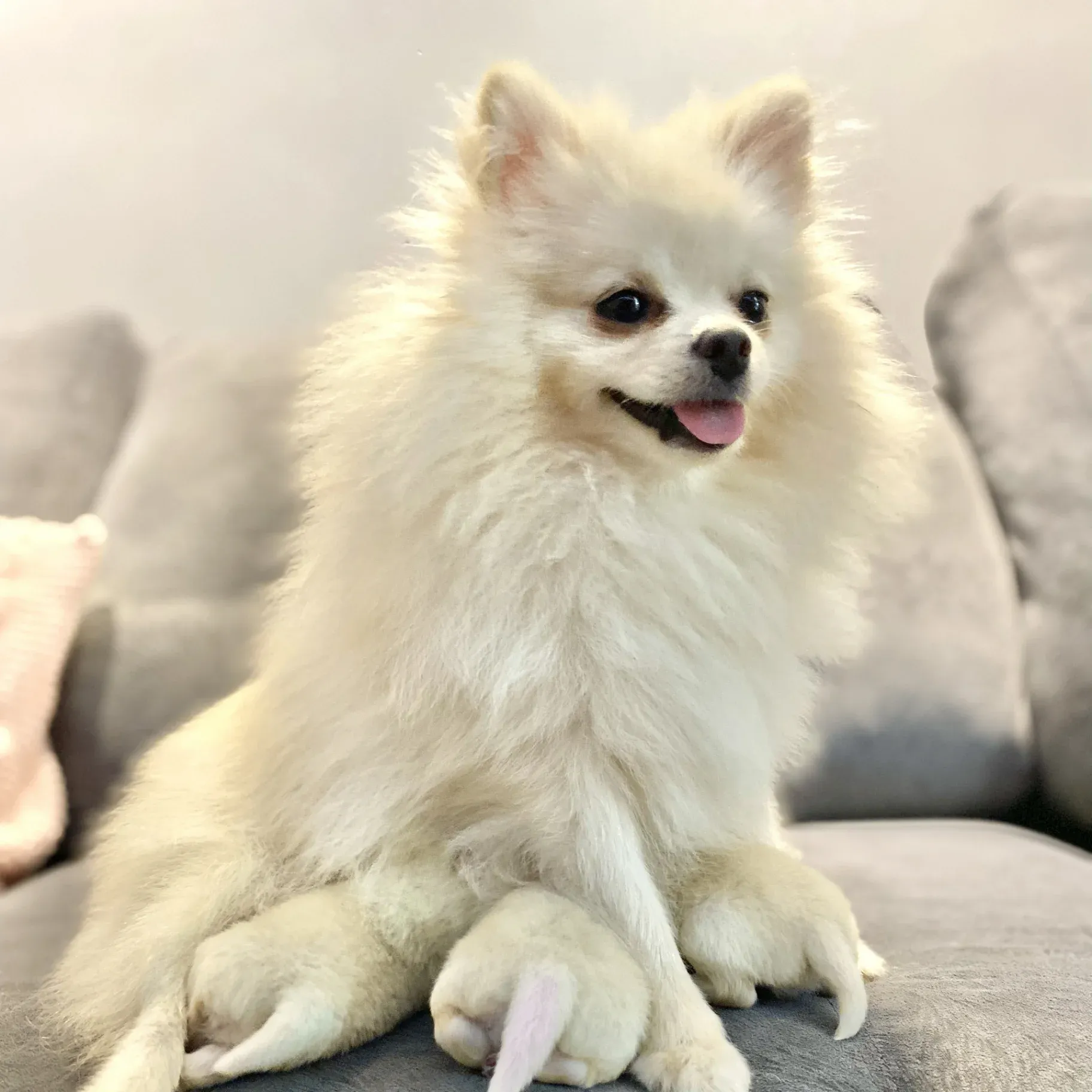 Rebeca - Matriz Spitz Alemão